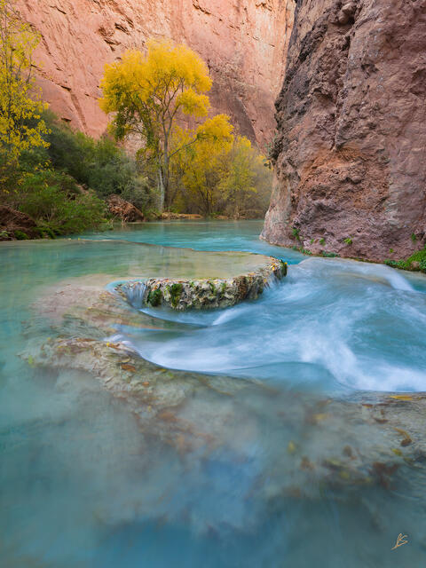 The blue-green waters of Havasu Creek and yellow leaves in a tree deep in a redrock canyon.