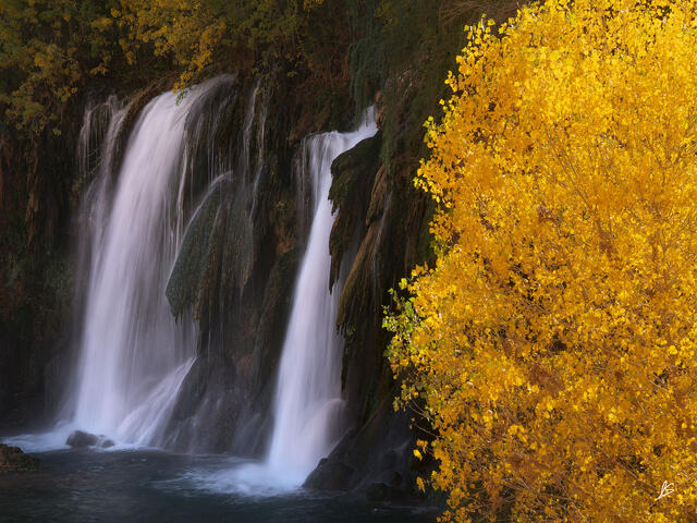 Two waterfalls and a tree with yellow leaves.