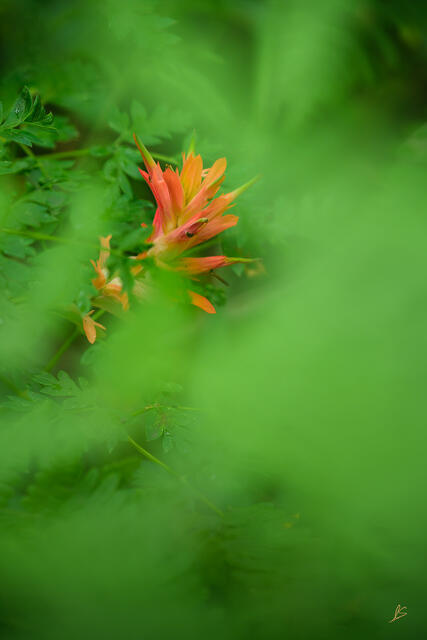 Paintbrush in the Ferns