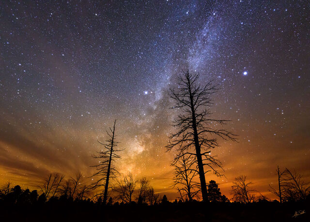 Ponderosas and the Milky Way
