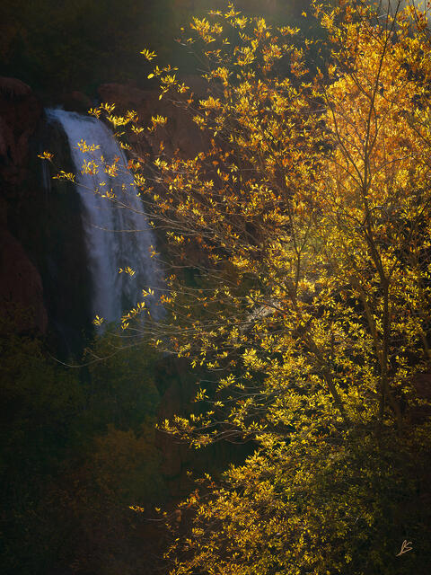 Bright yellow leaves stand out against a dark background with a large waterfall in the distance.