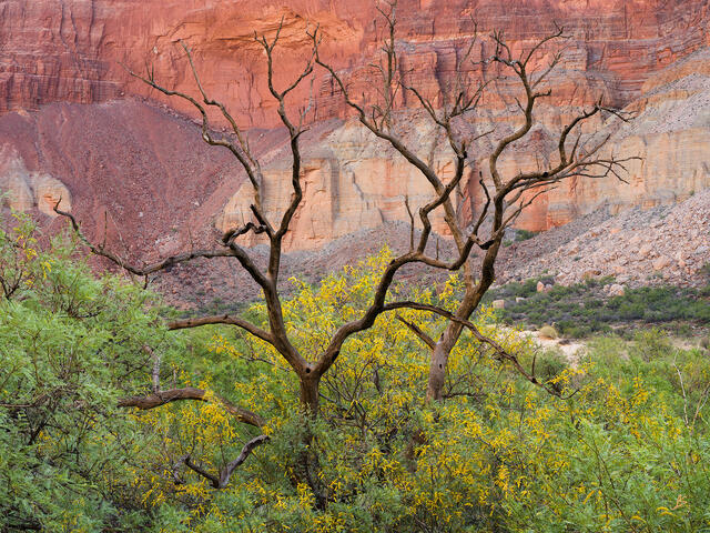 Nankoweap Spirit Trees