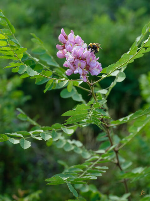 Bee on the Locust Flower