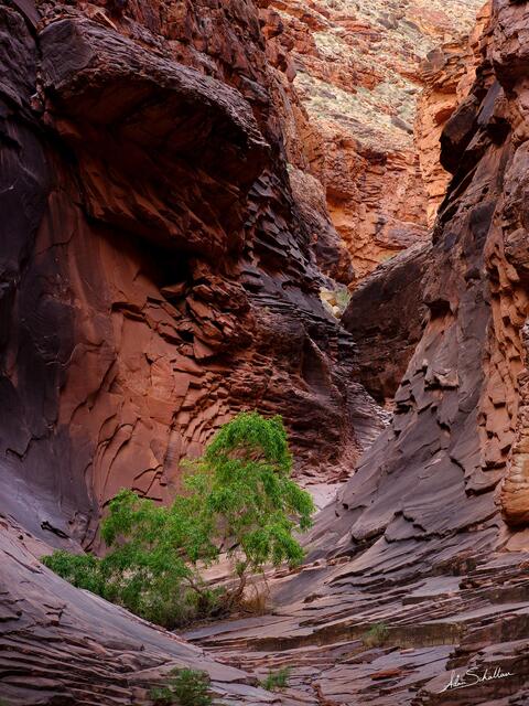 Lone Tree in North Canyon