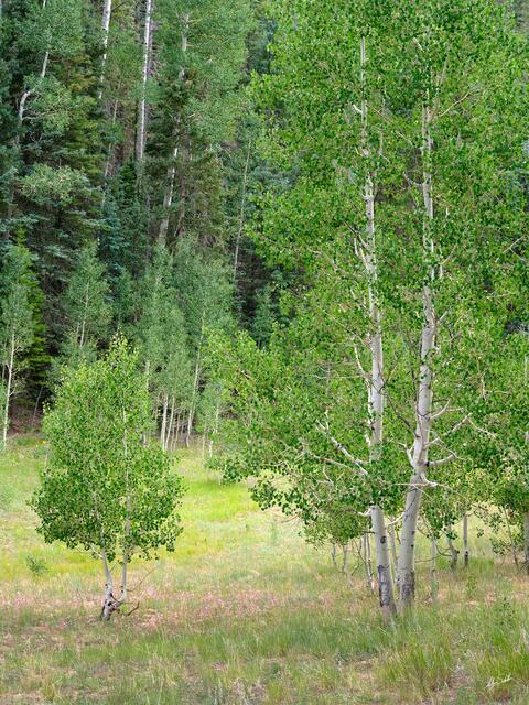 Aspens Along a Meadow