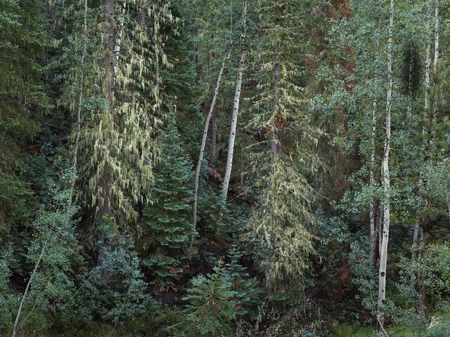 Spruce-Fir Forest