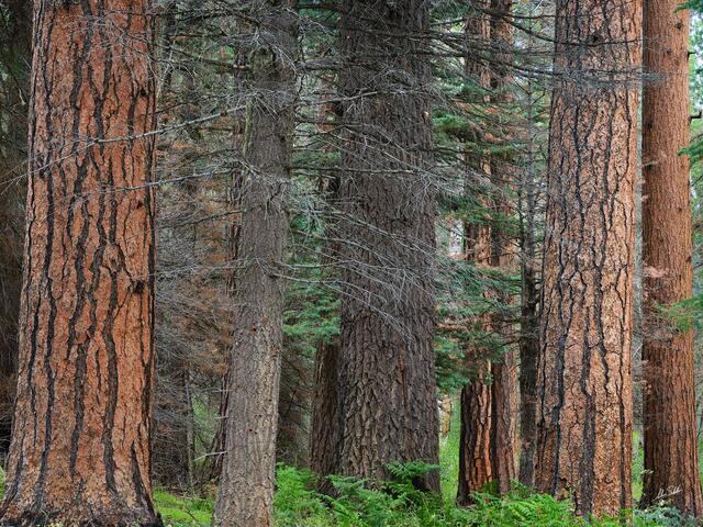 Forest on the North Rim