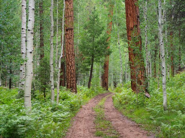Lost in the Woods