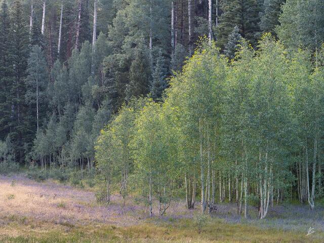 Light in the Meadow