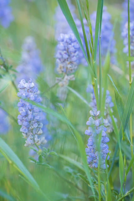 Lupines in a Meadow