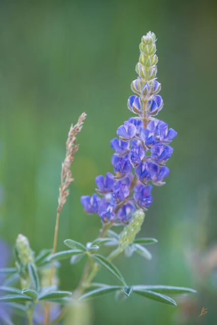 Solitary Lupine