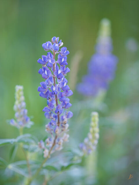 Lupines on the North Rim