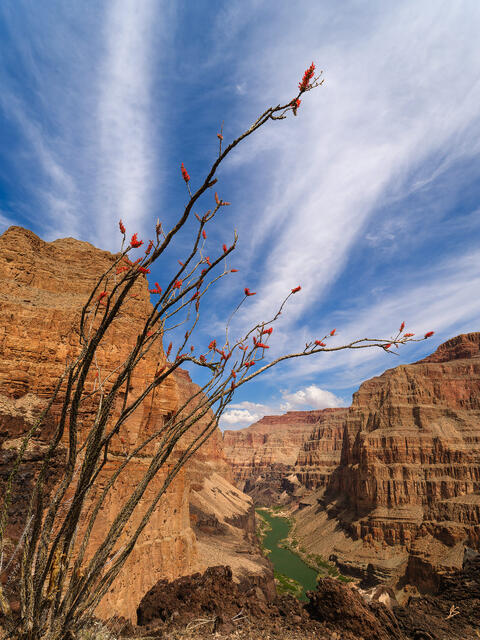 Skyward Songs of the Ocotillo
