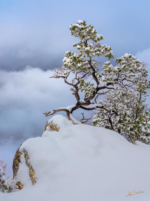Piñon Pine