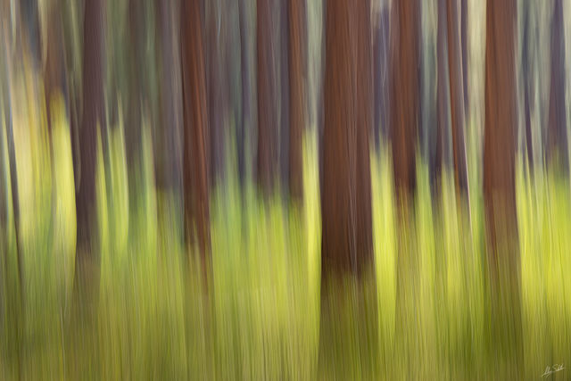 Sunlit Grasses near Sublime
