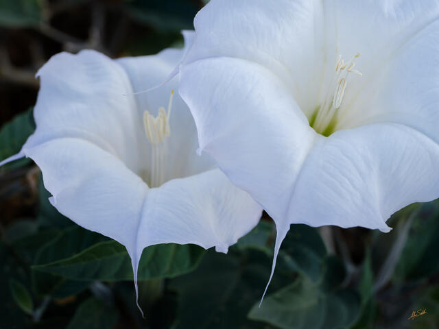 Moonflowers in Bloom