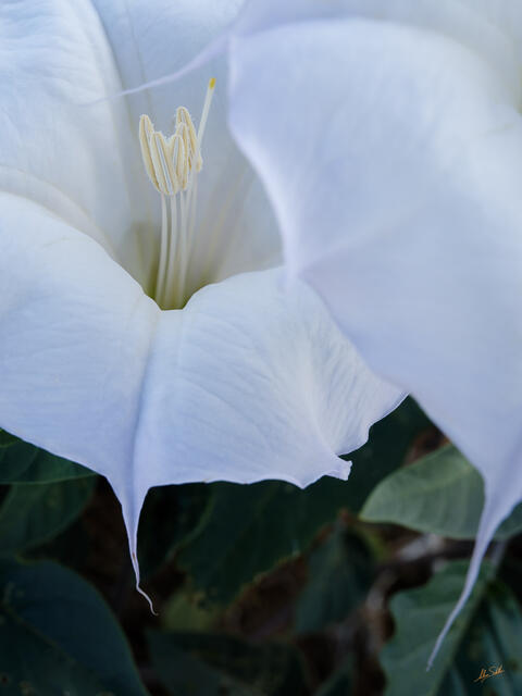 Moonflower