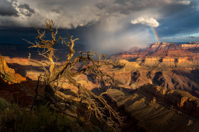 Dramatic storm light and a rainbow over the Grand Canyon. 
