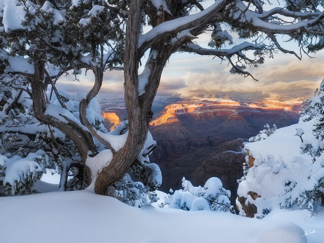 January Juniper