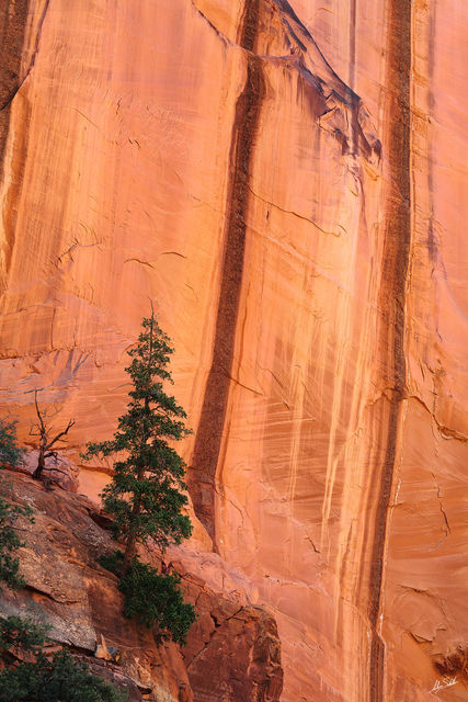Burr's Tree