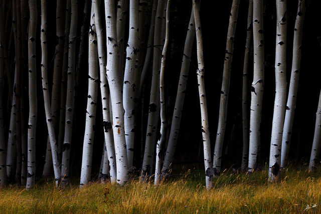 Aspens in Darkness