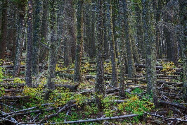 The Old Forest