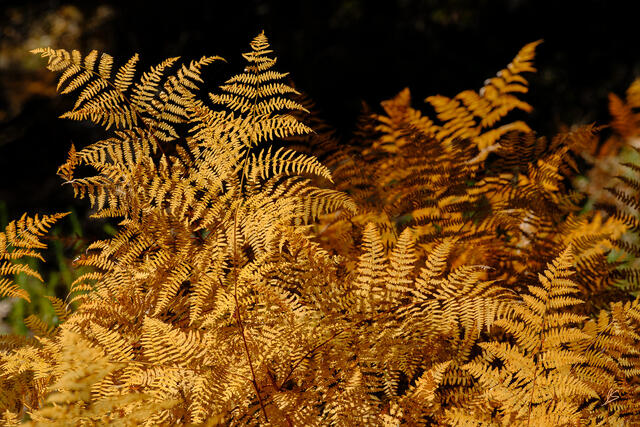 AZ, Arizona, Ferns, Grand Canyon, Kaibab National Forest, Kaibab Plateau, National Park, North Rim, Other Keywords, autumn, fall...