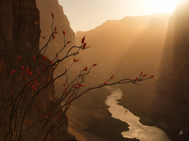 The Canyon Wakes in Flame