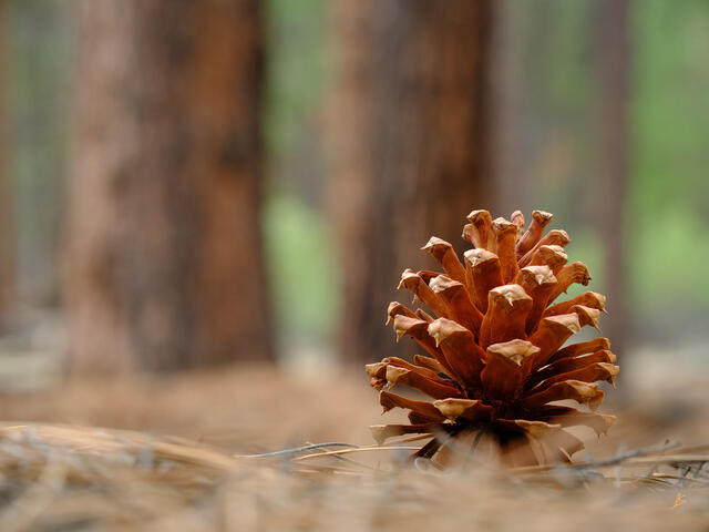 From Silence, a Forest Grows