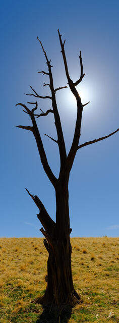 Witness to the Wind and Years