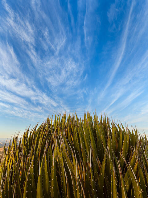 The Agave’s Ascension