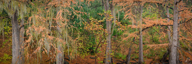 Cypress in the Hill Country Panoramic