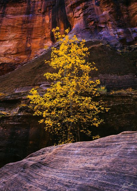 Gold in the Narrows