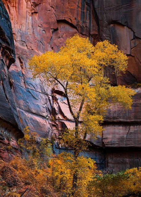 Sandstone Autumn
