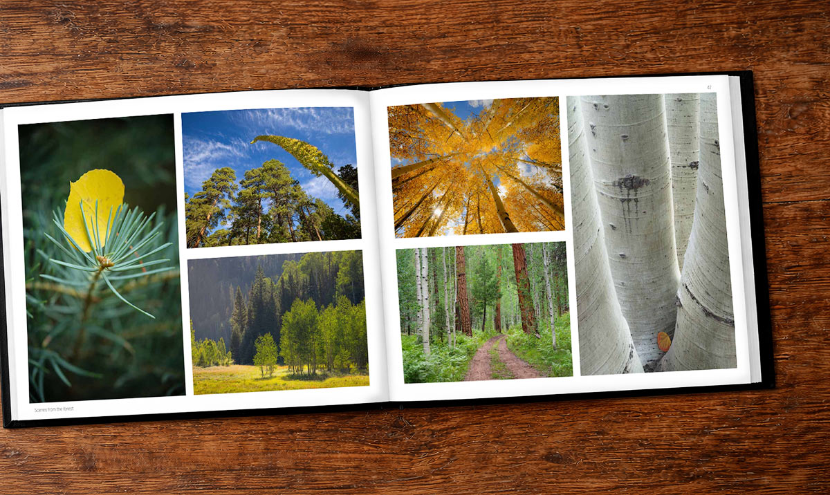 Scenes from the forest on the North Rim of the Grand Canyon in Adam Schallau's book, North Rim: Wild and Enduring.