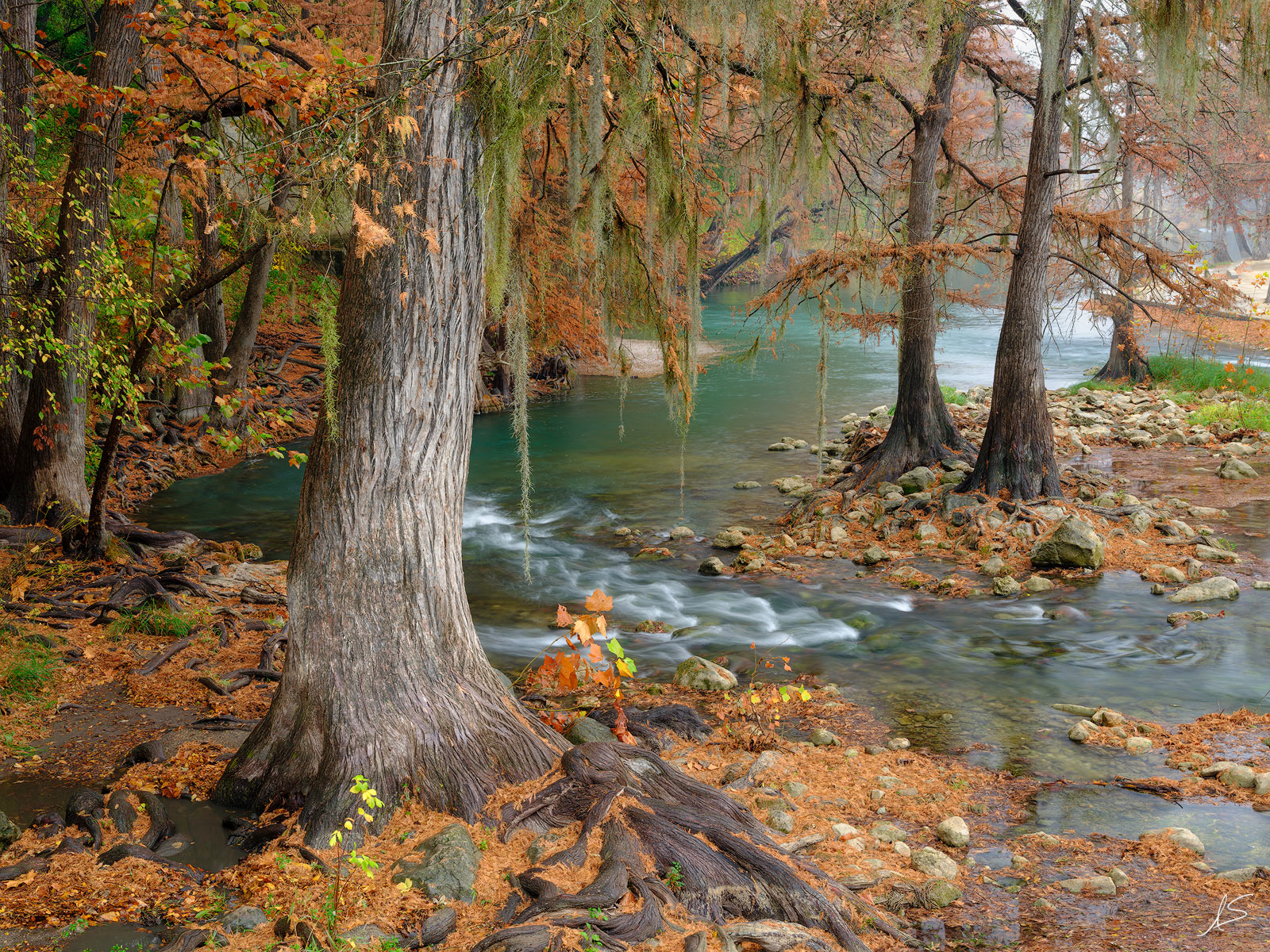 Cypress Along the Guadalupe | Texas | Fine Art Landscape